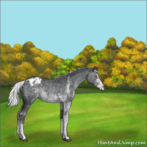 Horse Color:Silver Black Chinchilla Sabino Appaloosa 