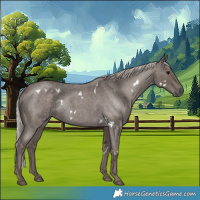 Horse Color:White Spotted Silver Blue Roan 