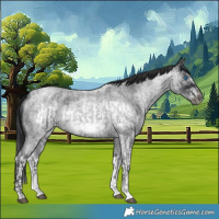 Horse Color:Blue Roan Sabino Splash Frame and Blue Roan Sabino Splash Frame