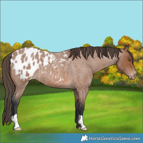 Horse Color:Bay Roan Appaloosa 