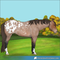 Horse Color:Bay Roan Appaloosa 