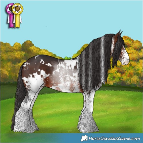 Horse Color:White Spotted Brown 