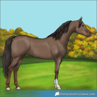 Horse Color:Liver Red Dun 