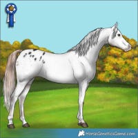 Horse Color:White Spotted Liver Chestnut Appaloosa 