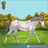 Horse Color:Brown Roan Appaloosa