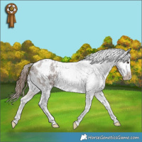Horse Color:Brown Roan Appaloosa 