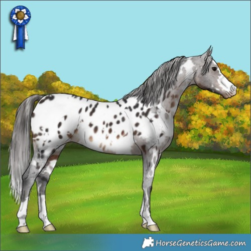 Horse Color:White Spotted Brown Appaloosa 