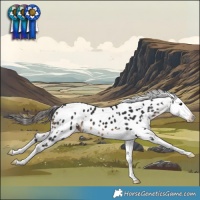 Horse Color:White Spotted Brown Appaloosa