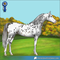 Horse Color:White Spotted Brown Appaloosa 