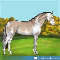 Horse Color:Bay Dun Sabino 