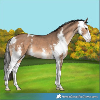 Horse Color:Bay Dun Sabino 