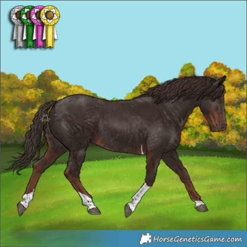 Horse Color:Liver Chestnut Tobiano Rabicano 