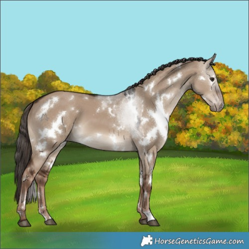 Horse Color:White Spotted Liver Red Dun 