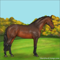 Horse Color:Brown 