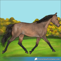 Horse Color:Brown Dun 
