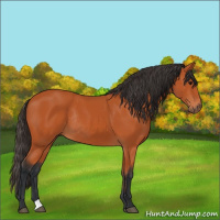 Horse Color:Bay Rabicano 