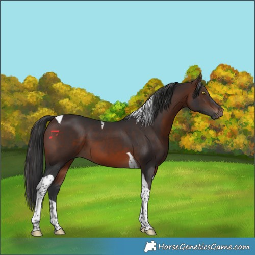 Horse Color:Brown Tobiano 