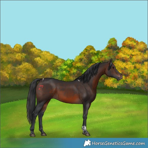 Horse Color:Brown Tobiano Rabicano 