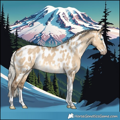 Horse Color:Gray Silver Perlino Dun Splash Tobiano Appaloosa 