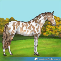 Horse Color:Gray Chocolate Palomino Dun Splash Tobiano Near Leopard 