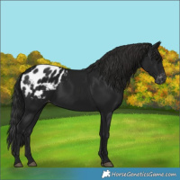 Horse Color:Gray Black Appaloosa 