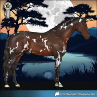 Horse Color:White Spotted Liver Chestnut 