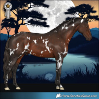 Horse Color:White Spotted Liver Chestnut