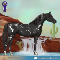 Horse Color:White Spotted Liver Chestnut 