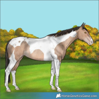 Horse Color:Sable Champagne Tobiano Rabicano 