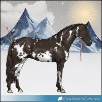 Horse Color:White Spotted Liver Chestnut 