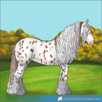 Horse Color:Chestnut Appaloosa
