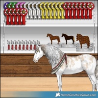 Horse Color:White Spotted Chocolate Palomino Dun Sabino Splash