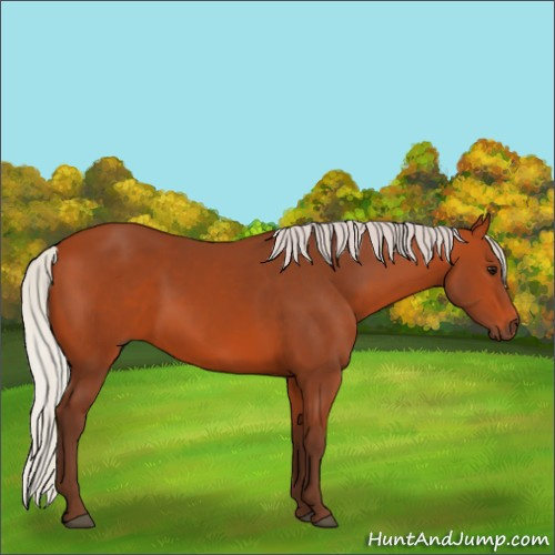 Horse Color:Silver Bay 