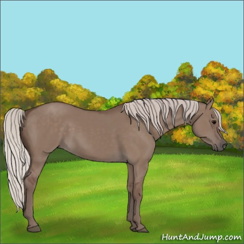 Horse Color:Silver Grullo 
