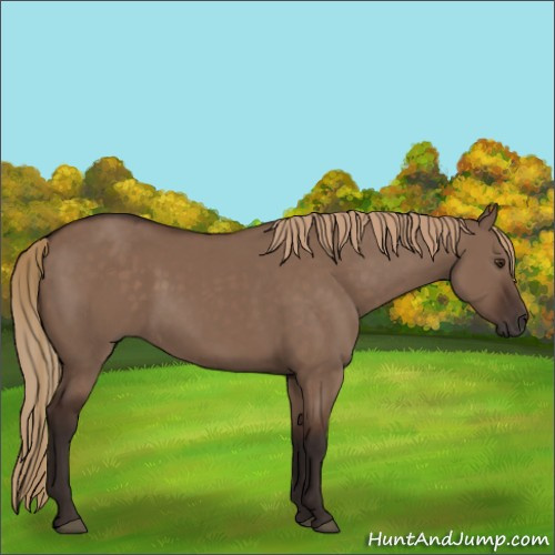 Horse Color:Liver Red Dun