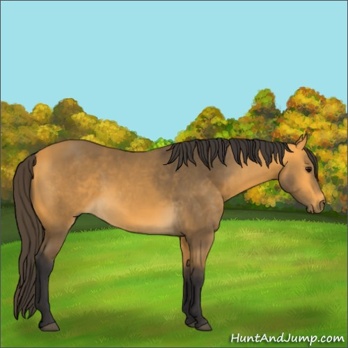 Horse Color:Buckskin 