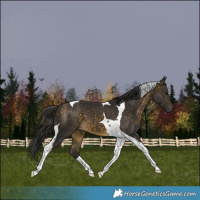 Horse Color:Buckskin Tobiano 