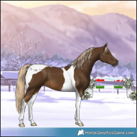 Horse Color:Chocolate Palomino Tobiano 