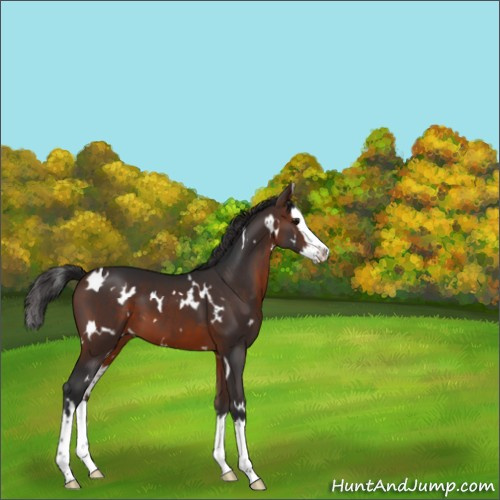 Horse Color:White Spotted Brown Splash 