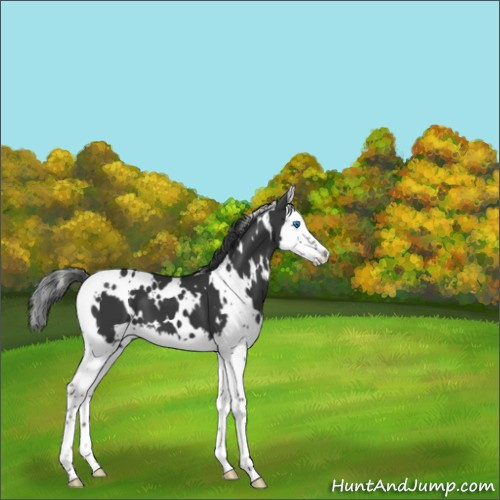 Horse Color:White Spotted Black Splash 