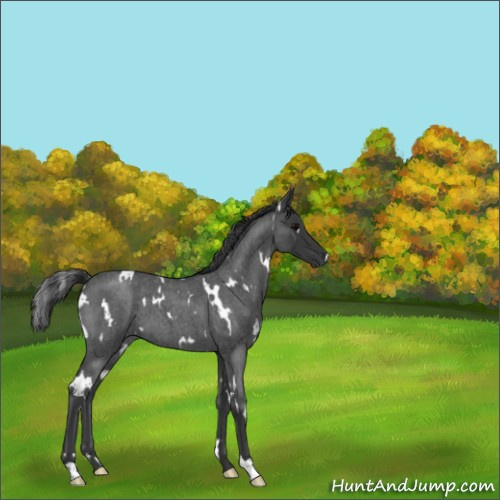 Horse Color:White Spotted Blue Roan 
