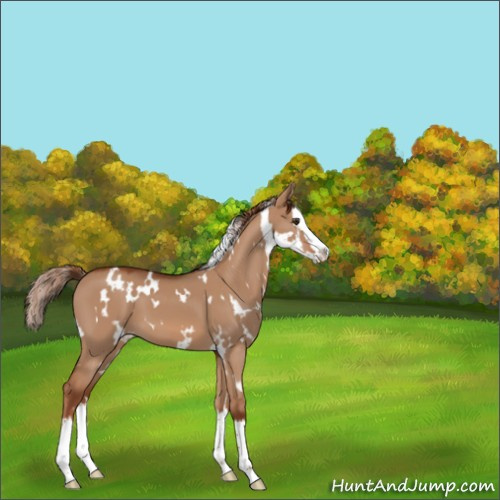 Horse Color:White Spotted Red Dun Splash 