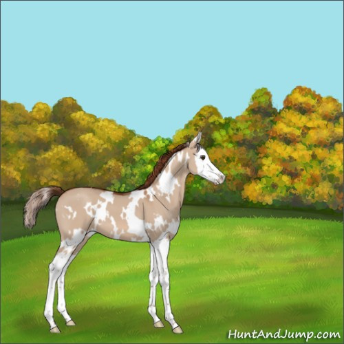 Horse Color:White Spotted Red Dun Splash 