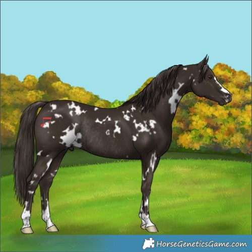 Horse Color:White Spotted Liver Chestnut Rabicano 