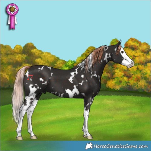 Horse Color:White Spotted Liver Chestnut Splash 