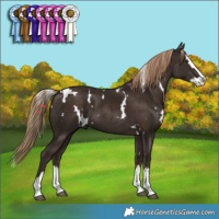 Horse Color:White Spotted Liver Chestnut Splash 