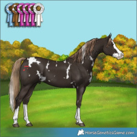 Horse Color:White Spotted Liver Chestnut Splash 