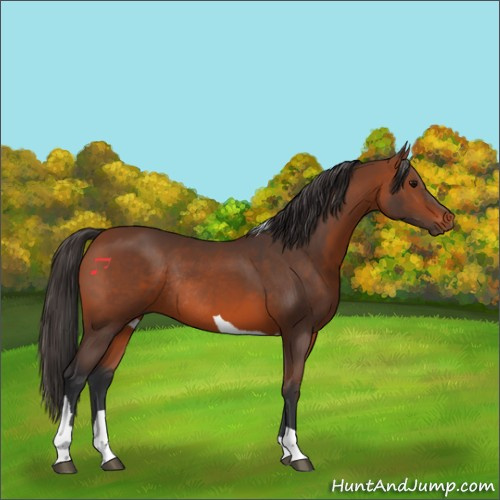 Horse Color:Bay Tobiano Rabicano