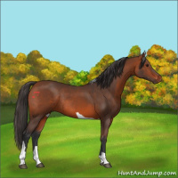 Horse Color:Bay Tobiano Rabicano 