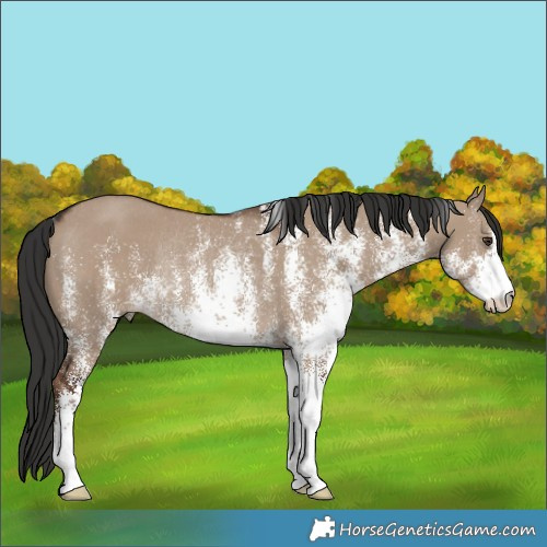 Horse Color:White Spotted Liver Red Dun Rabicano 
